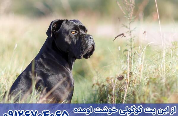عکس سگ کن کورسو توله