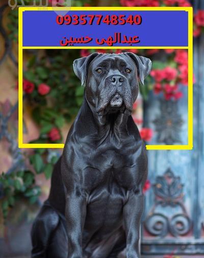 عکس سگ کن کورسو توله