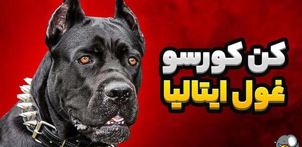 عکس سگ کن کورسو بزرگ