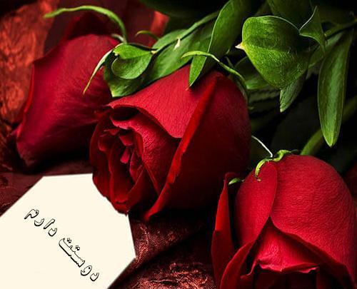 عکس گل عشقم دوستت دارم