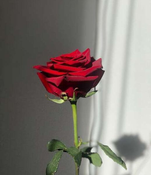 عشقم عکس گل عشق