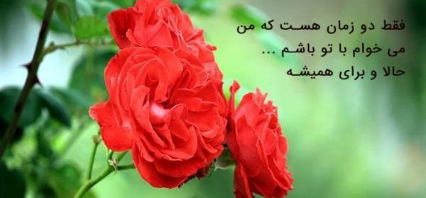 عشقم عکس گل عشق