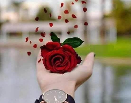 عشقم عکس گل عشق