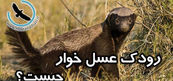 عکس گورکن عسل خوار