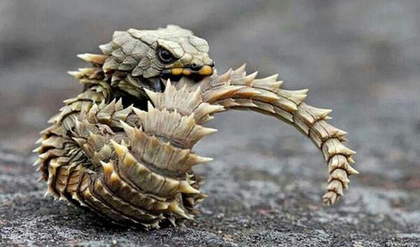 عکس گورکن مرده خوار