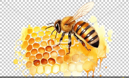 عکس نقاشی کندوی عسل