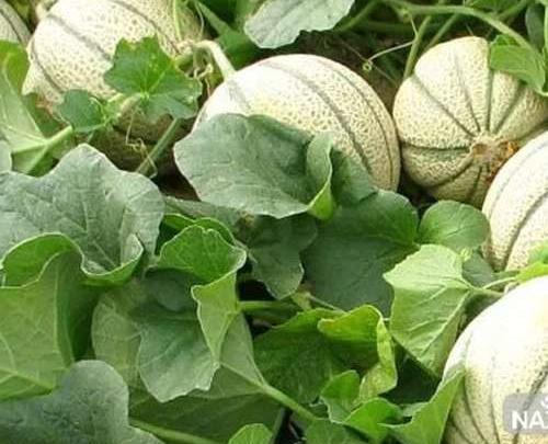 عکس پروفایل طالبی