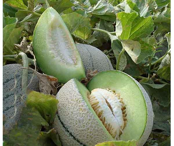 عکس انواع خربزه و طالبی