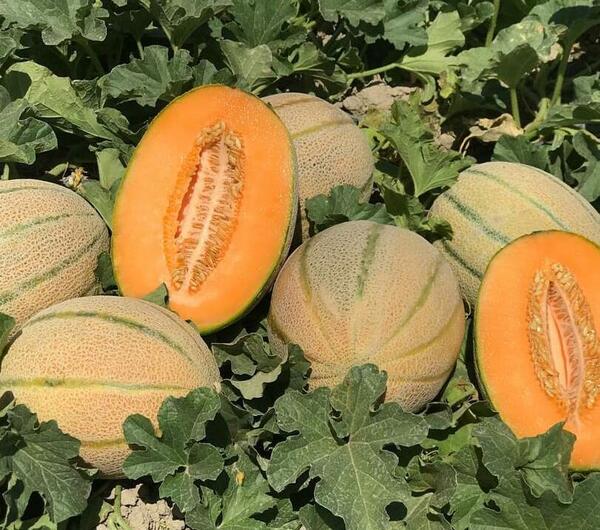 عکس انواع خربزه و طالبی