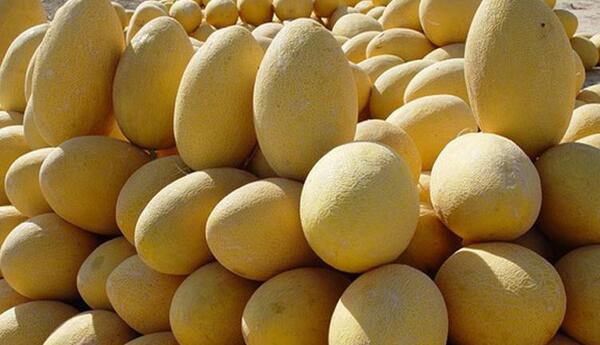عکس انواع خربزه و طالبی