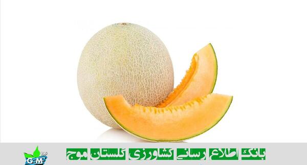 عکس انواع خربزه و طالبی