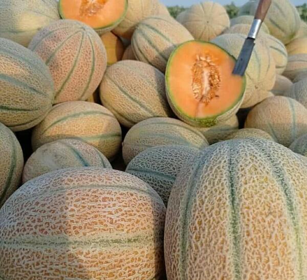 عکس انواع خربزه و طالبی