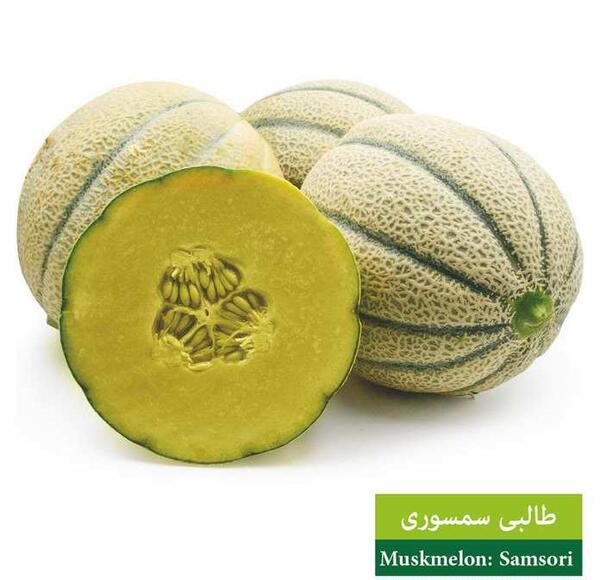 عکس طالبی میوه