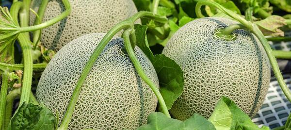 عکس طالبی میوه