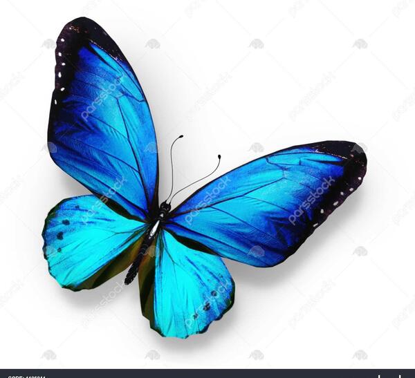 عکس پروانه فانتزی ابی