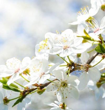 عکس طبیعت واقعی بهاری