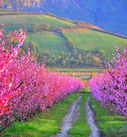 عکس طبیعت واقعی بهاری