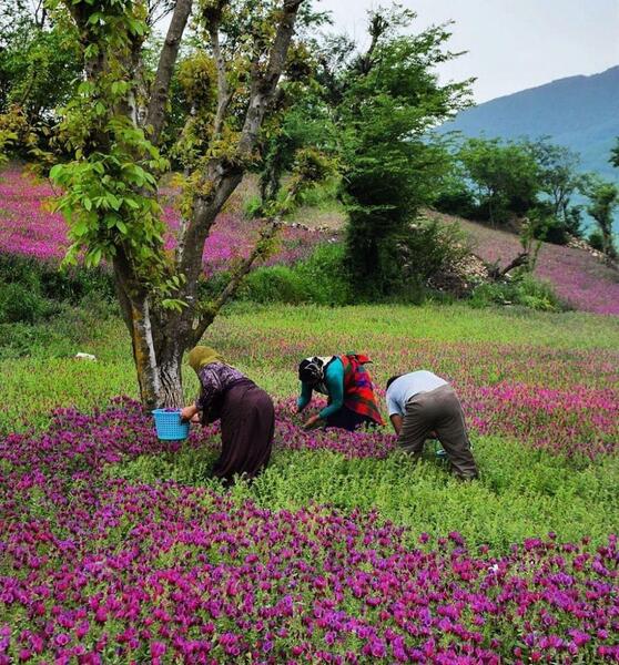 عکسهای واقعی از طبیعت ایران