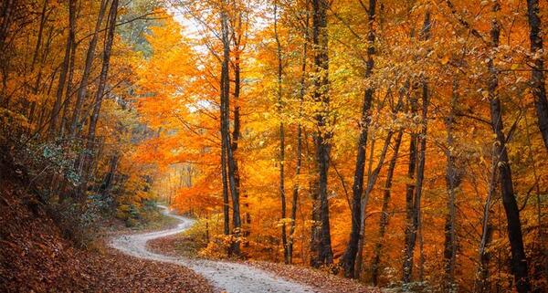 عکس از طبیعت واقعی پاییز