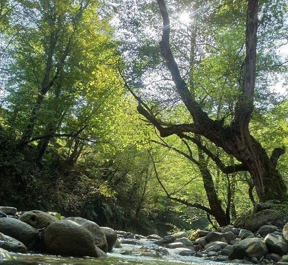 عکس از طبیعت واقعی شمال