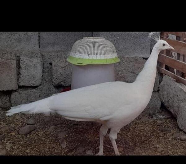 عکس طاووس جفت