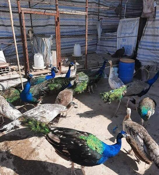 عکس طاووس جفت