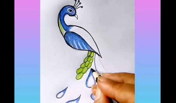 عکس نقاشی پرنده طاووس