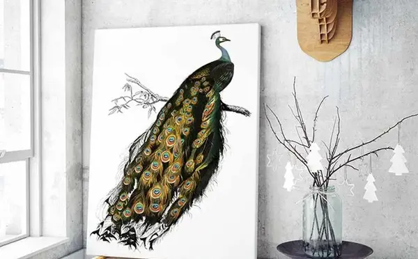 عکس نقاشی پرنده طاووس