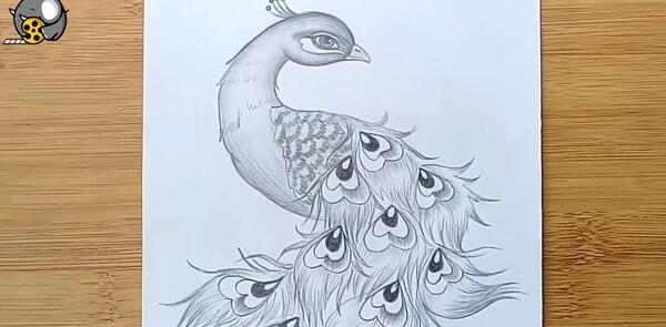 عکس نقاشی پرنده طاووس
