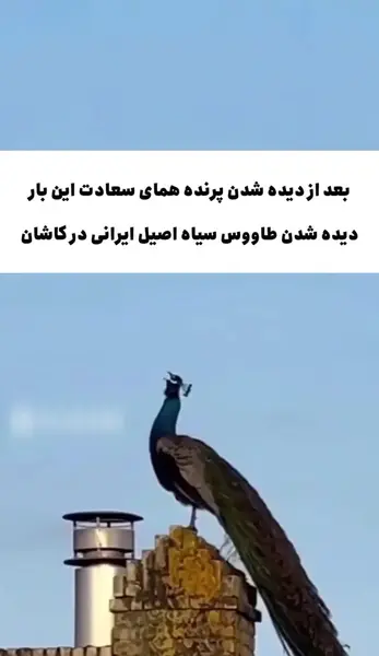 عکس طاووس اصیل ایرانی