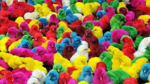 عکس فانتزی جوجه کوچولو