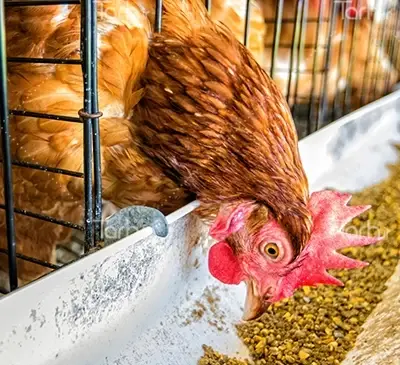 عکس پروفایل جوجه فانتزی