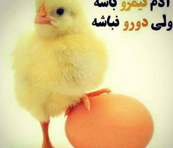 عکس جوجه فانتزی برای پروفایل