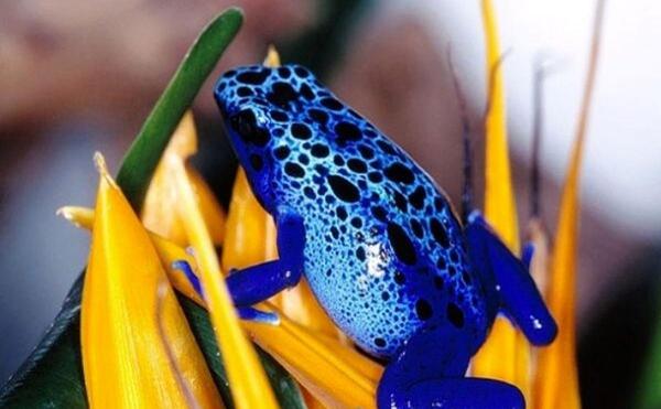 عکس قورباغه سمی