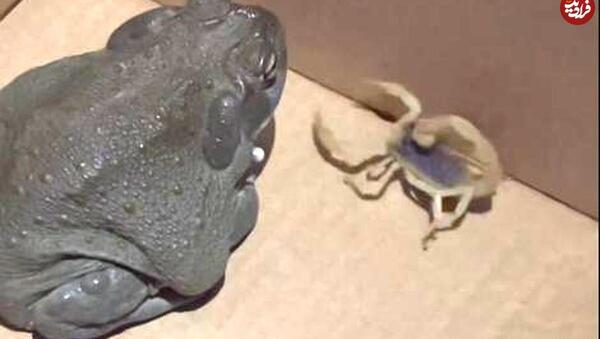 عکس قورباغه سمی