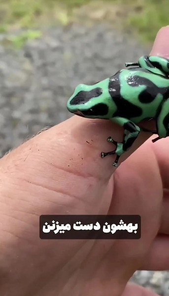 عکس قورباغه سمی