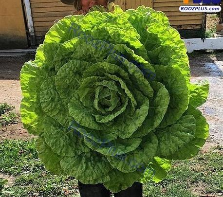 عکس غول واقعی