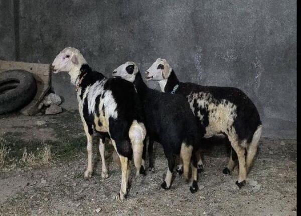 عکس قوچ افشاری اصل