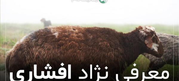 عکس قوچ افشاری اصل