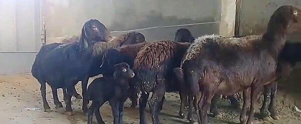 عکس قوچ افشاری اصل