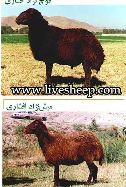 عکس قوچ افشاری اصل
