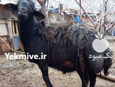 عکس قوچ افشاری اصل