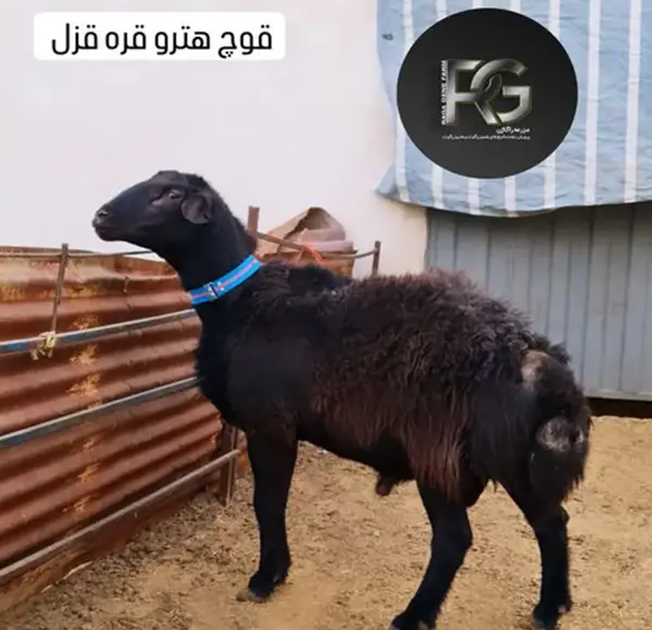 عکس قوچ همو