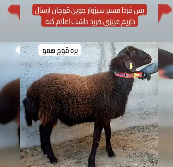 عکس قوچ همو