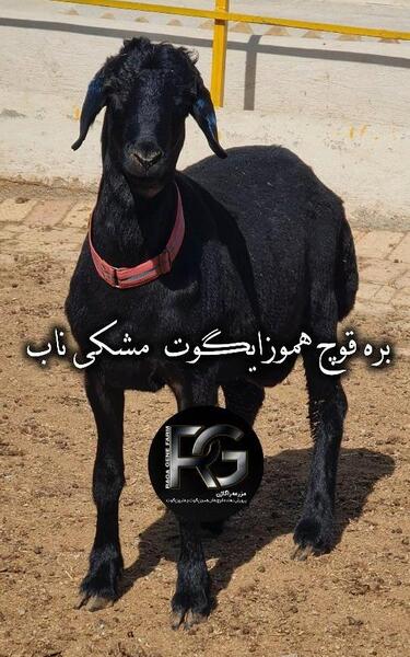 عکس قوچ همو