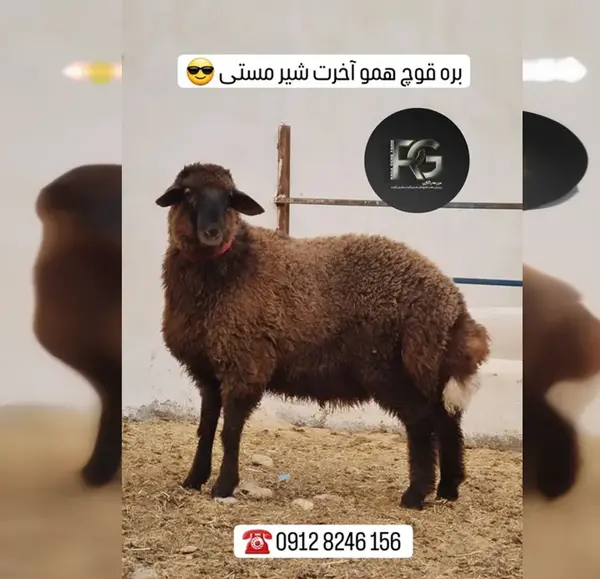 عکس قوچ همو