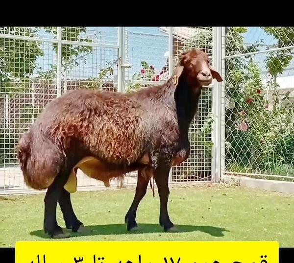 عکس قوچ همو