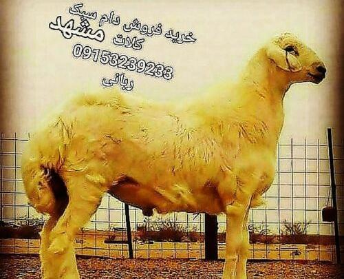 عکس قوچ همو