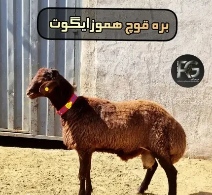عکس قوچ همو