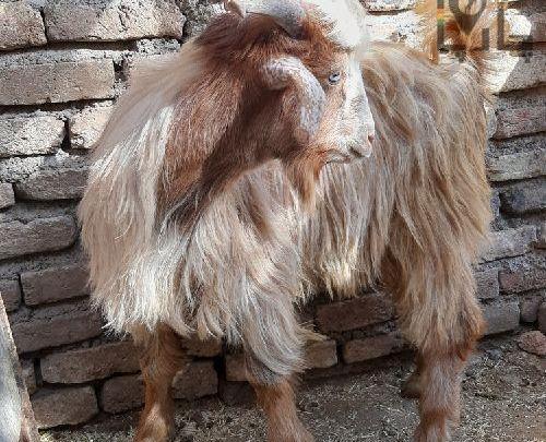 عکس قوچ همو
